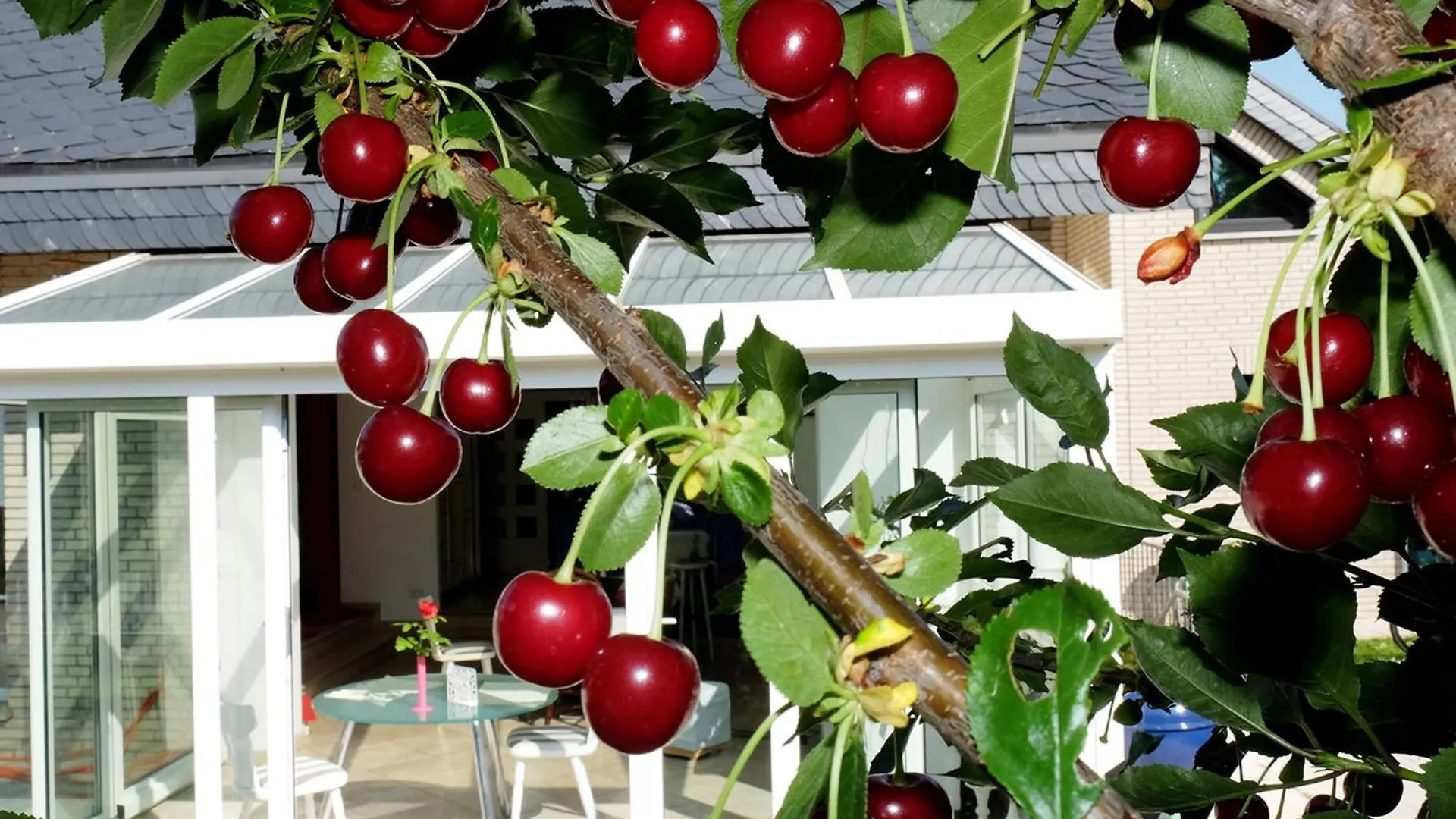 Villa Orchard Frankfurt 5*, Kriftel Germany