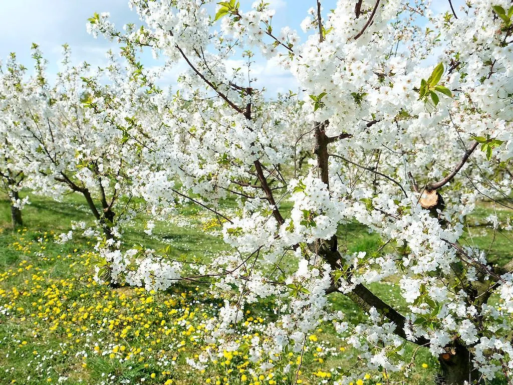 Villa Orchard Frankfurt 5*, Kriftel Germany