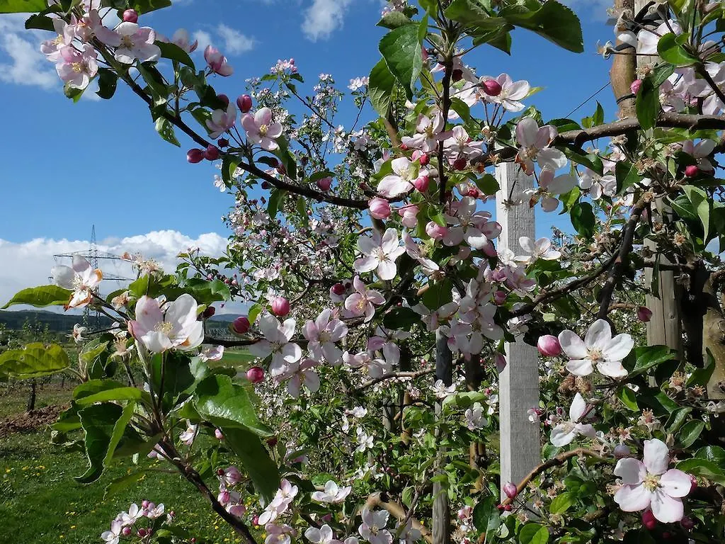 Villa Orchard Frankfurt Kriftel B&B